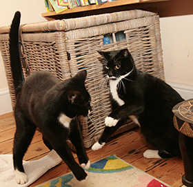 Cats not getting along