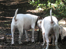 Dogs sniffing on walks